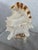 A striking vintage seashell lamp crafted from a large natural conch shell, showcasing its dramatic sculptural form, flared...