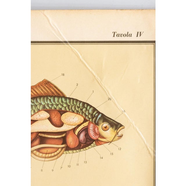 1950s Educational Poster Depicting Fish from G.B. Paravia Torino, 1959 For Sale - Image 5 of 9