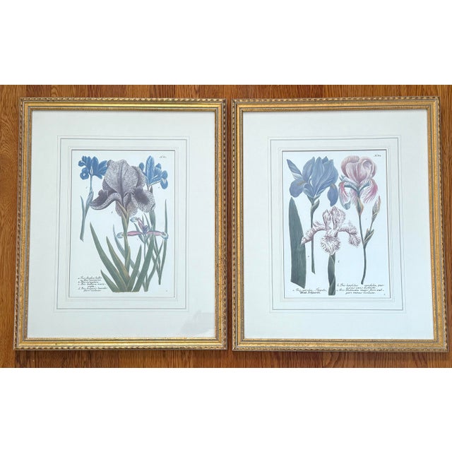 Purple Vintage Iris Botanical Prints in Gold Frames, a Pair For Sale - Image 8 of 8