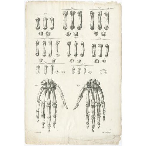 Early 19th Century Cloquet, French Anatomical Osteology, 1821, Lithograph, Set of 3 For Sale - Image 5 of 9