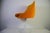 Orange Tulip Armchairs in the style of Knoll, 1970s For Sale - Image 9 of 13