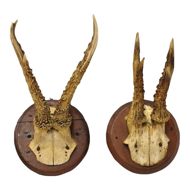 Vintage Roe Deer Skull Mount Antlers Taxidermy Mancave Wall Decor - a Pair For Sale