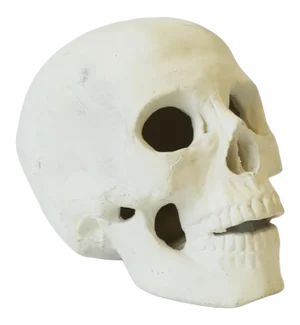 Skull in White Plaster