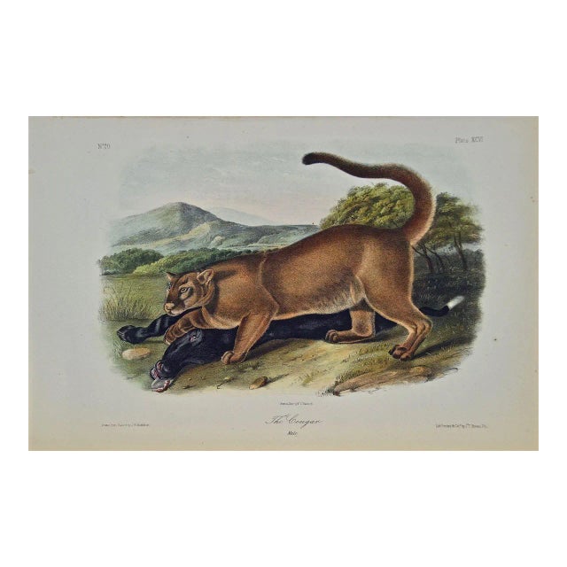 Audubon Cougar: An Original 19th C. Audubon Hand Colored Quadruped Lithograph, 1849-1854 For Sale