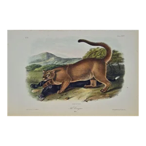Audubon Cougar: An Original 19th C. Audubon Hand Colored Quadruped Lithograph, 1849-1854