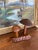 1960s Vintage Mid-Century Hand-Carved Monkey Pod Wood Mushroom Sculpture by Leilani, Made in Philippines. For Sale - Image 5 of 10