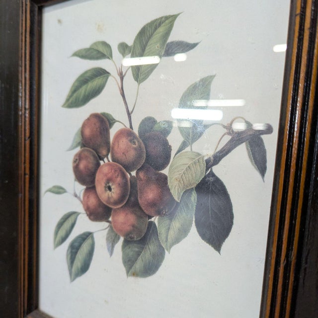 2000 - 2009 Set of 3 Framed Fruit Botanical Prints - Classic Wall Art For Sale - Image 5 of 7