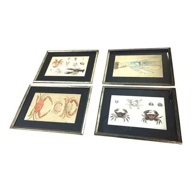 Group of Four Crustaceans Studies 1793 by f.d. Heidenreich For Sale