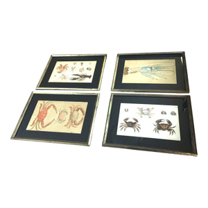 Group of Four Crustaceans Studies 1793 by f.d. Heidenreich