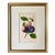 Original Antique English Fruit Botanical Lithograph Print of Plums by Brookshaw C.1820 For Sale