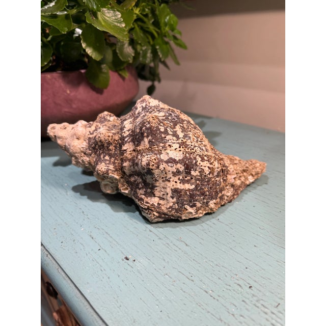 Pair Vintage Natural Horse Conch Seashell Specimen Organic Decor For Sale - Image 6 of 16