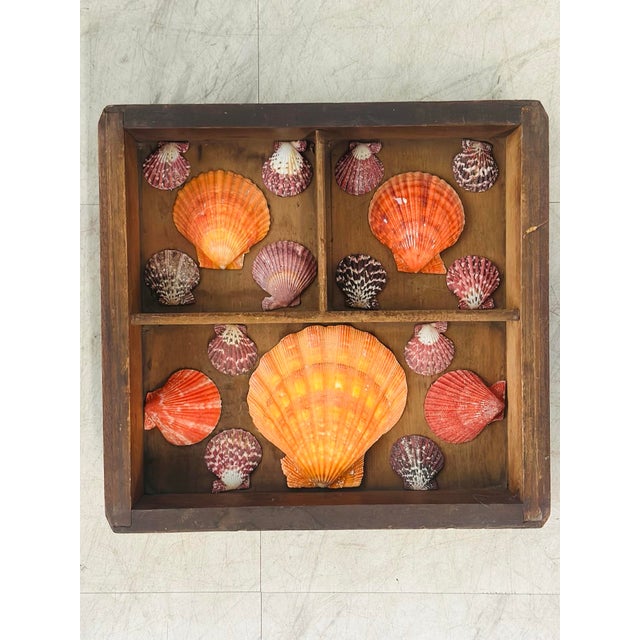 Coastal Vintage Shell Art Display For Sale - Image 3 of 4