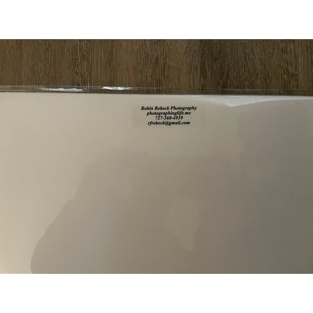 Lot of 3 New Orginal Color Matted Unique Photographs Signed by Robin Rebeck For Sale - Image 11 of 15