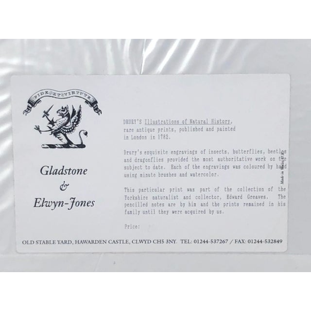 18th Century Hand-Colored Entomology Art Print For Sale - Image 12 of 13