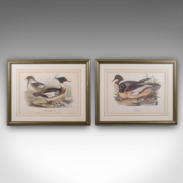This is a pair of antique duck pictures. An English, framed print of a Red Breasted Merganser and Goosander by John and...