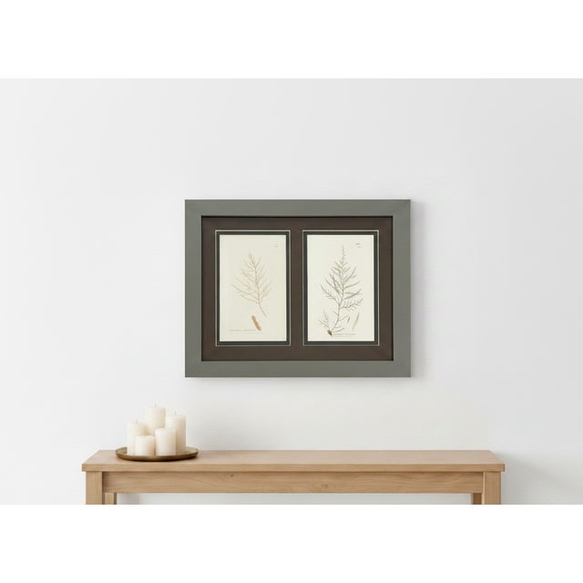 Traditional Framed Pair of Antique Sowerby Seaweed Prints | English Marine Botany For Sale - Image 3 of 12