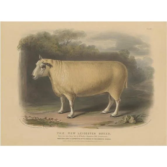 Fairland after W. Nicholson, Ram of the New Leicester Breed, 1841, Lithograph on Paper For Sale