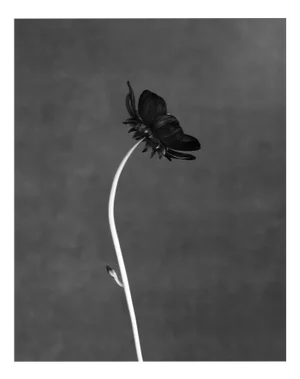 Black Bloom - Analogue Black and White Floral Photography, Limited Edition 5 2024