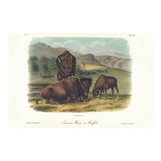 1851 Audubon Quadruped Octavo Lithograph "Plate 57 American Bison or Buffalo" For Sale