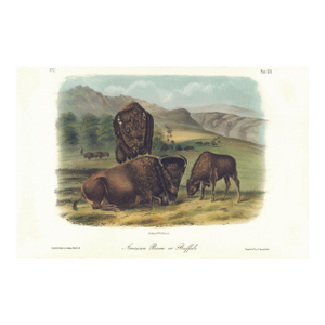 1851 Audubon Quadruped Octavo Lithograph "Plate 57 American Bison or Buffalo"