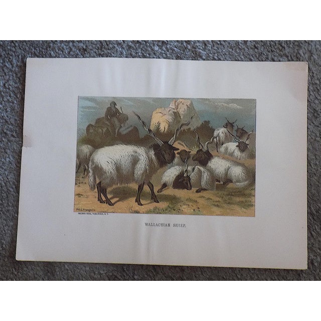 This set of three (3) antique 19th century chromolithographs (each color laid in with a separate lithographic stone)...