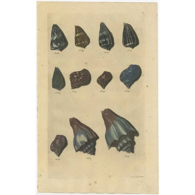 Various Sea Shells and Molluscs, 1726, Paper, Set of 4 For Sale - Image 4 of 6