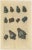 Various Sea Shells and Molluscs, 1726, Paper, Set of 4 For Sale - Image 4 of 6