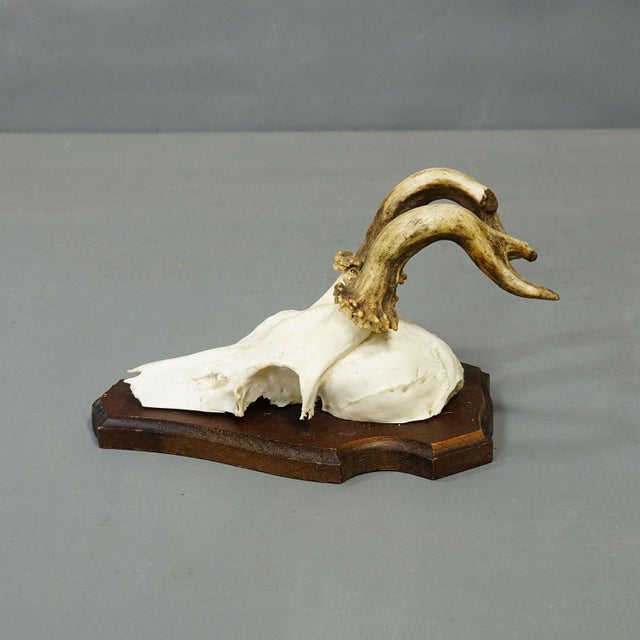 Rustic European Vintage Set of Six Roe Deer Trophies on Wooden Plaques Germany Ca. 1960s For Sale - Image 3 of 9