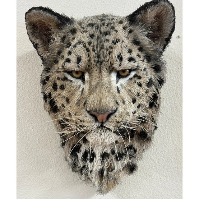 Glass Anne Andersson Sisal Fiber Snow Leopard 2006 For Sale - Image 7 of 12