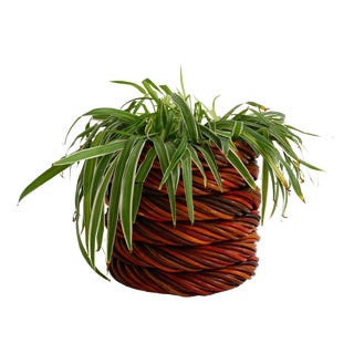 Wicker Planter, 1970s For Sale