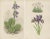 Title: Alpine Botanical Lithograph Pair of Iris and Pyrenean Dead-nettle, 1874 : This exceptional pair of botanical...