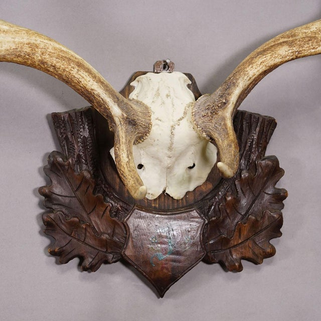 Antique Black Forest Fallow Deer Trophy, Germany ca.1900 For Sale - Image 6 of 6