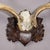 Antique Black Forest Fallow Deer Trophy, Germany ca.1900 For Sale - Image 6 of 6