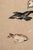 Not Yet Made - Made To Order Study of Birds: Finches by Sir Edward Burne-Jones, Vintage Art Print Reproduction, 16" X 24" For Sale - Image 5 of 9