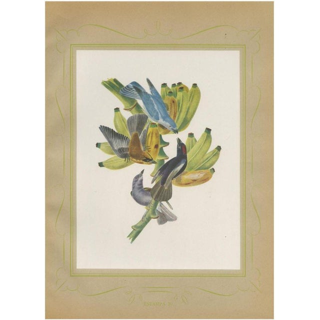 Descourtilz, Tanagers on a Banana Plant, Brazilian Bird Print, 1944, Paper For Sale - Image 12 of 12