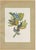 Descourtilz, Tanagers on a Banana Plant, Brazilian Bird Print, 1944, Paper For Sale - Image 12 of 12