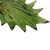 Floral Murano Glass Wall Sconces in Green, 2000, Set of 2 For Sale - Image 3 of 14