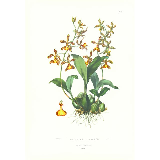 Large 1973 Orchid Flower Lithograph "Oncidium Insleayi" (Mr. Insleay's Oncidium) After James Bateman For Sale