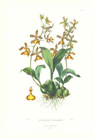 Large 1973 Orchid Flower Lithograph "Oncidium Insleayi" (Mr. Insleay's Oncidium) After James Bateman