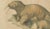 Black Karl Joseph Brodtmann, Walrus, 1816, Lithograph For Sale - Image 8 of 9