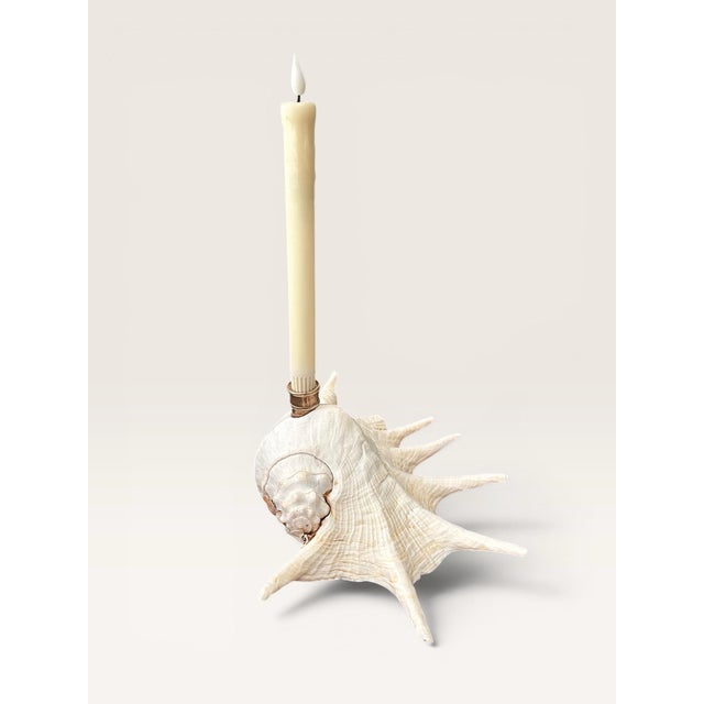 Extra Large Coastal Heirloom Spider Conch Shell Candlestick Holder | Brass Candle Cup | Organic Modern Coastal Decor For Sale - Image 4 of 8