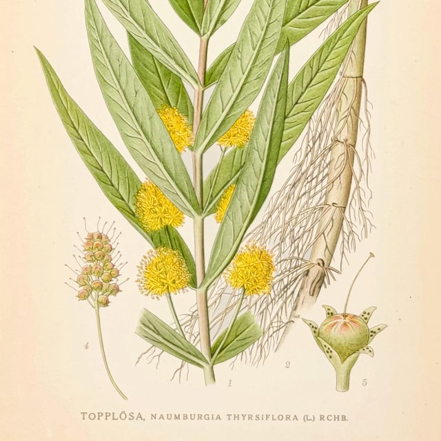 1905 Nordic Tufted Loosestrife Chromolithograph | Antique Swedish Botanical Print For Sale - Image 4 of 5