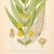 1905 Nordic Tufted Loosestrife Chromolithograph | Antique Swedish Botanical Print For Sale - Image 4 of 5