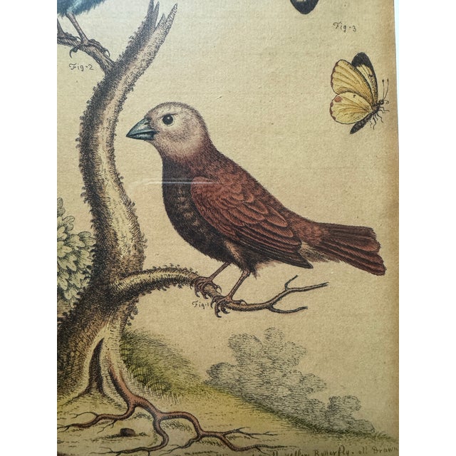 Original George Edwards Bird Print, Malacca Gros-Beack & Jacarini of Marggrave; Cooper Plate, Etching and Engraving, Hand Colored For Sale - Image 10 of 12
