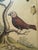 Original George Edwards Bird Print, Malacca Gros-Beack & Jacarini of Marggrave; Cooper Plate, Etching and Engraving, Hand Colored For Sale - Image 10 of 12