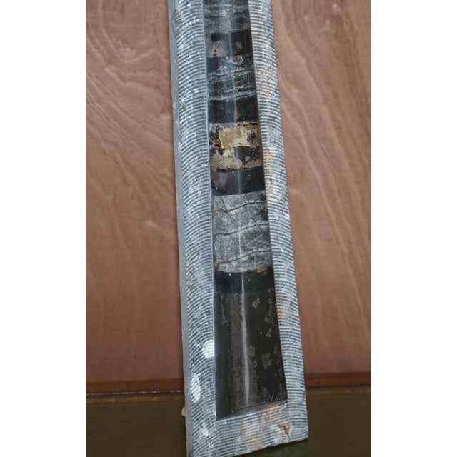 Large Atlas Mountains Fossils, Set of 2 For Sale - Image 5 of 18