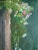 2020s 2025 Original Julian Merrow-Smith Provence Landscape “Shade and Roses”, Framed For Sale - Image 5 of 10