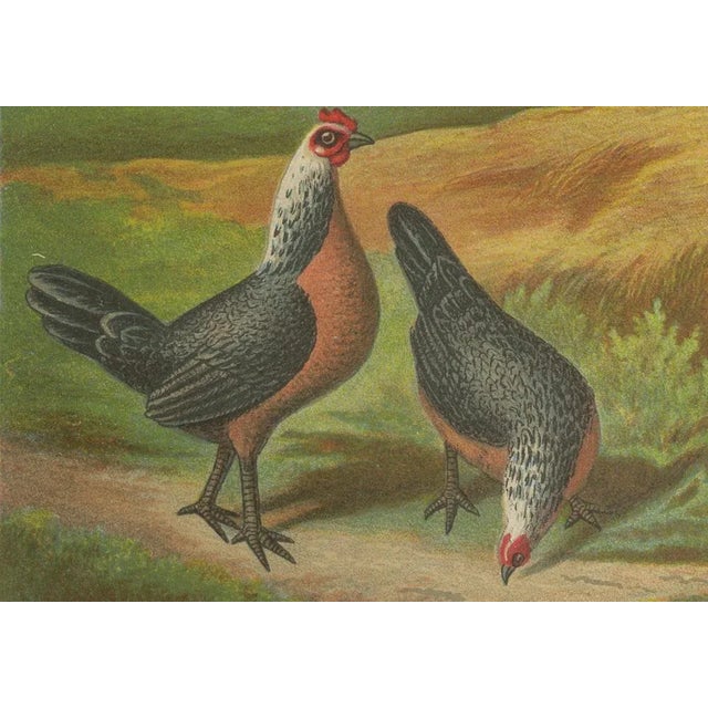 The Silver Bantam Game Fowl, 1888, Lithograph For Sale - Image 3 of 10