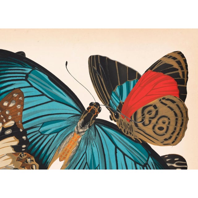 "Flutter; Grouping of Butterflies After Seguy" Contemporary Still Life Print by Matt Culberson For Sale - Image 4 of 5