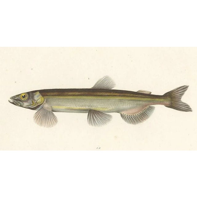 Blanchard, Capelin and the European Smelt, 1845, Hand-Colored Lithograph For Sale - Image 4 of 11